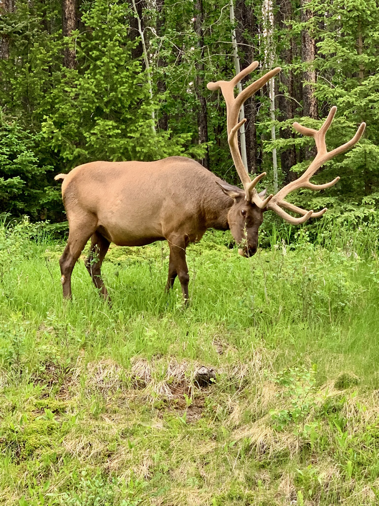 Bull elk with velvet antlers grazing in forest clearing, Jasper National Park wildlife