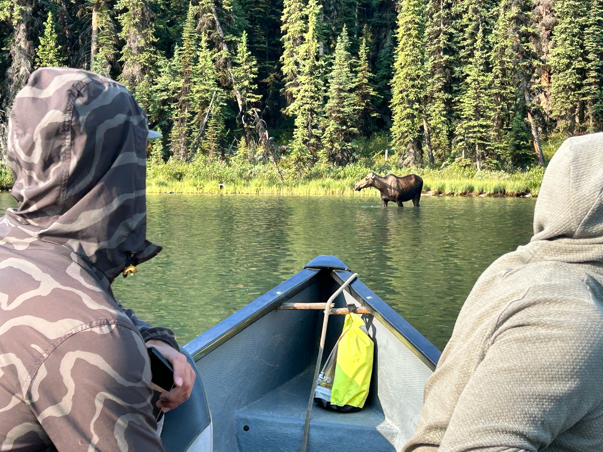 Guests in canoe watching cow moose wade in Maligne Lake, sightseeing tour Jasper