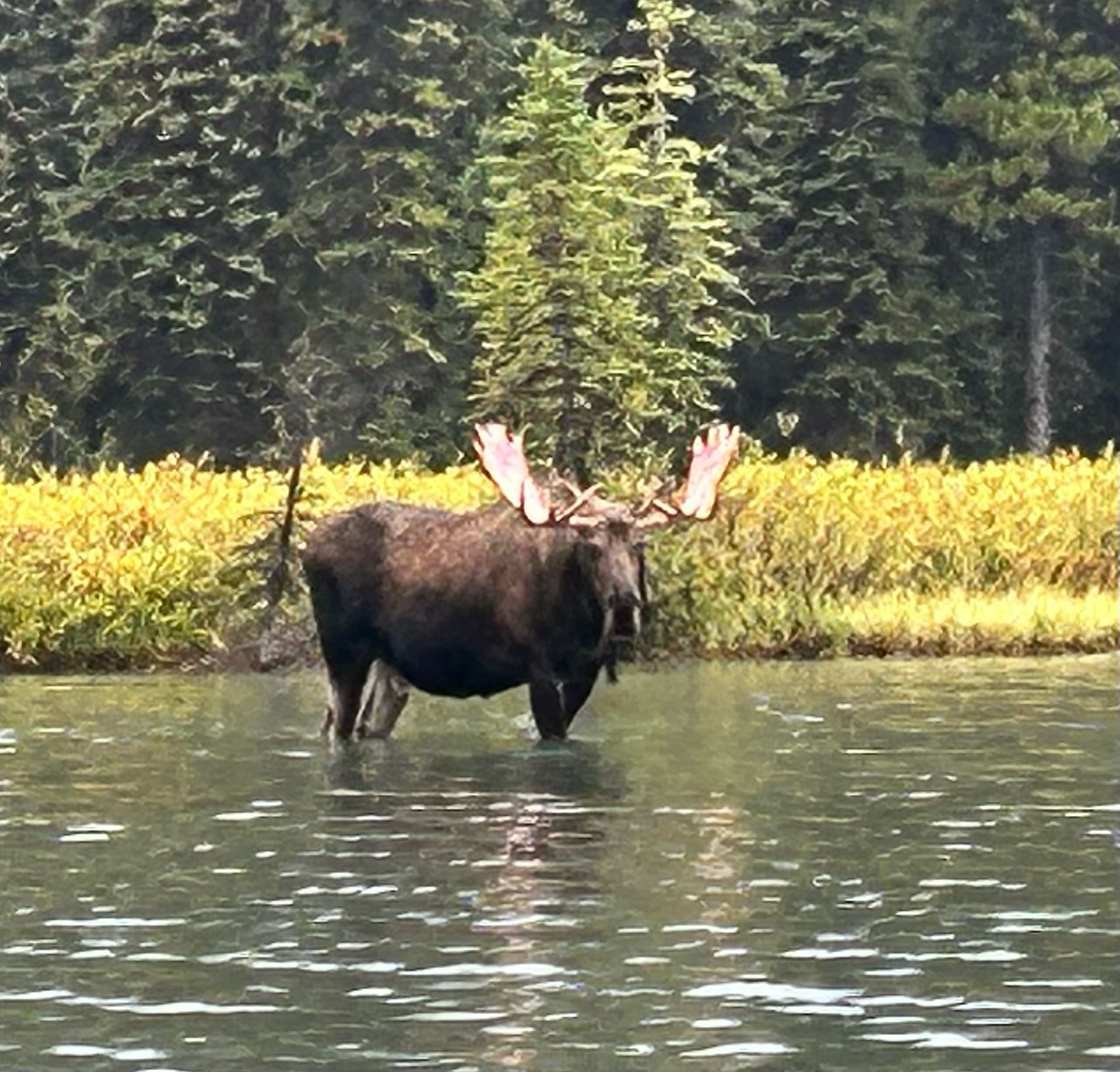 Fishing at golden hour, Maligne Lake, Jasper National Park
