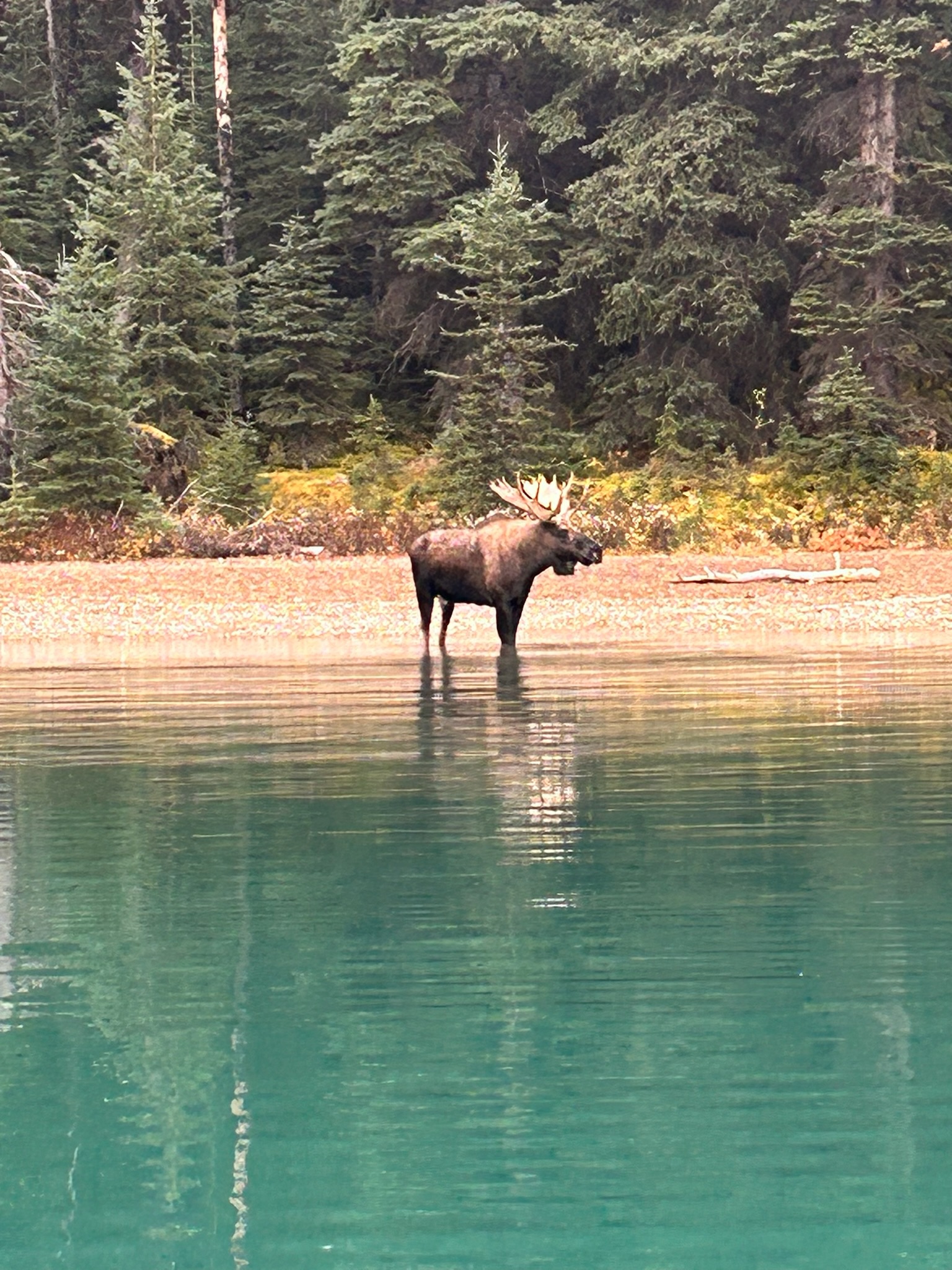 Glacier lake, Jasper National Park