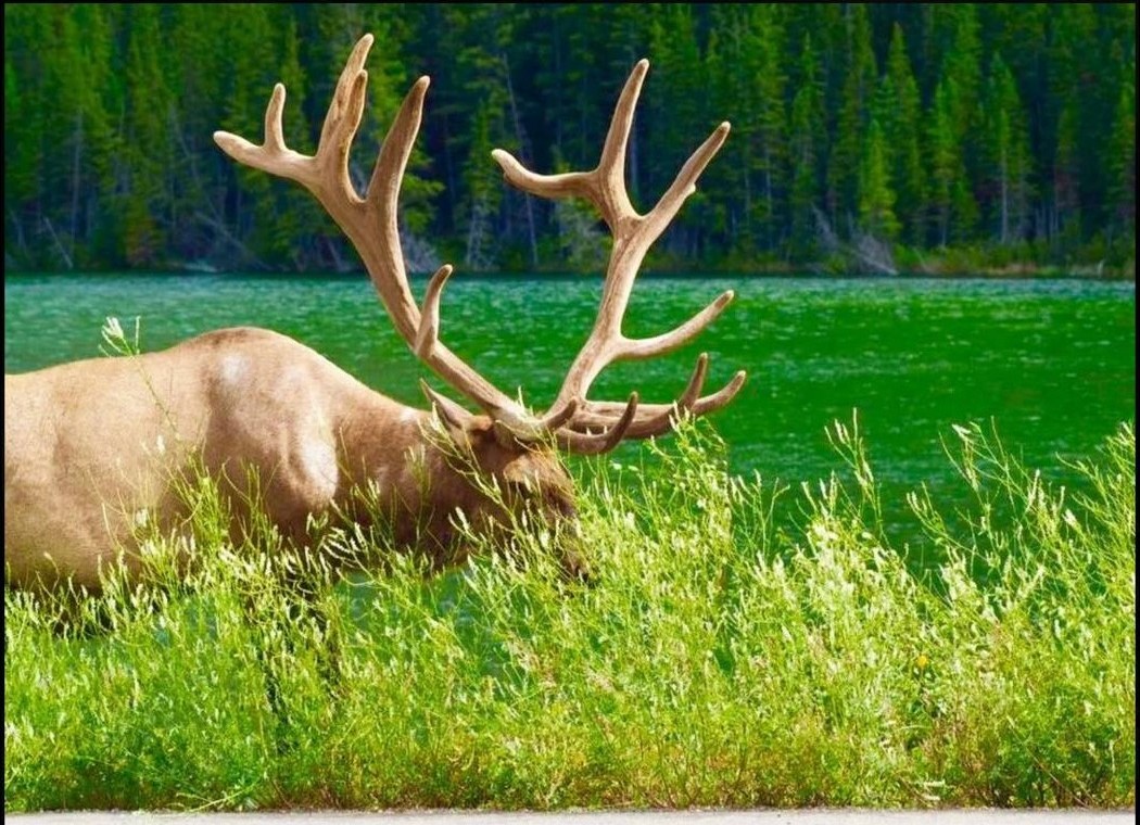 Bull elk with velvet antlers grazing roadside with turquoise lake in background, Jasper National Park wildlife